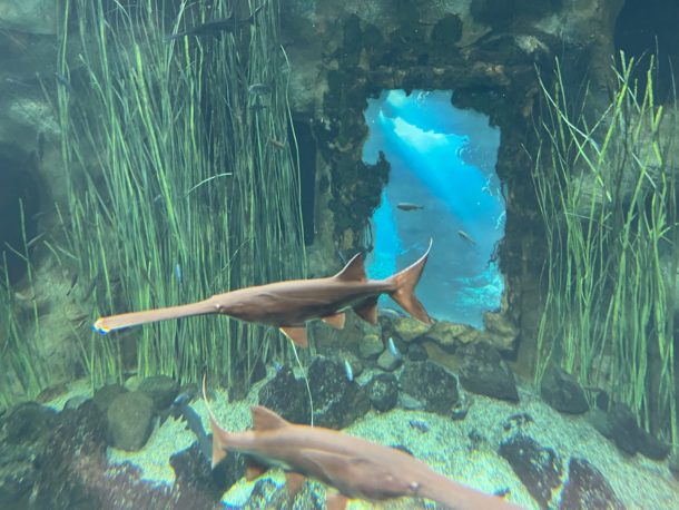 A Visit To Poema Del Mar Aquarium In Las Palmas Gran Canaria Live