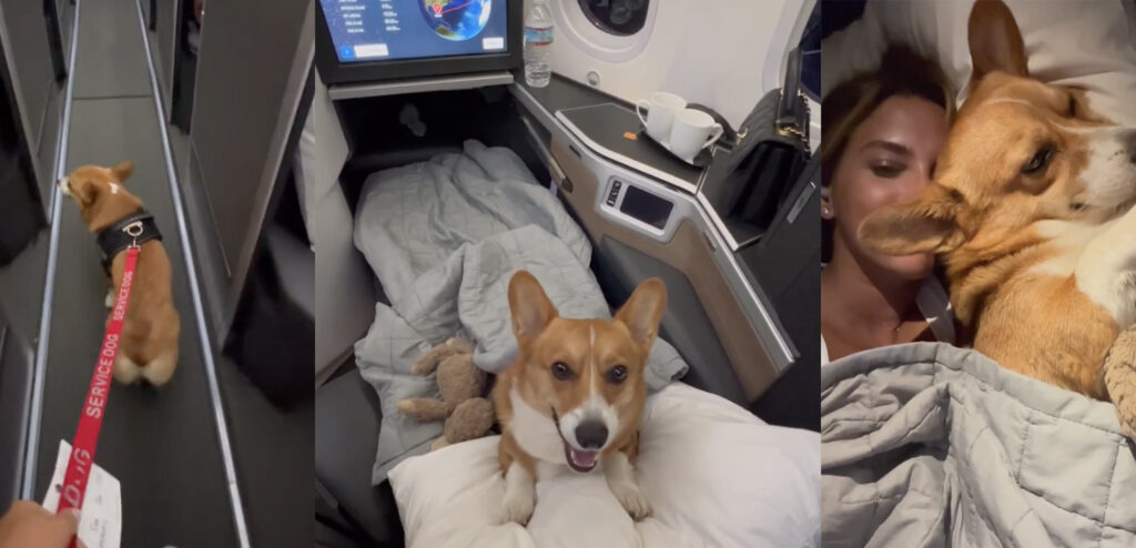 Corgi Flies In British Airways Club World Suite From Miami To London