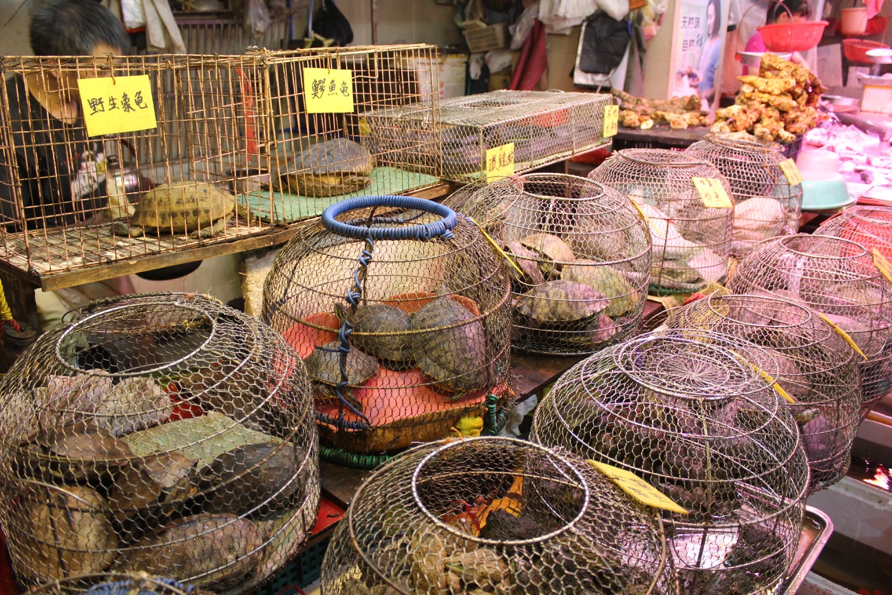 cages with shells and rocks in them