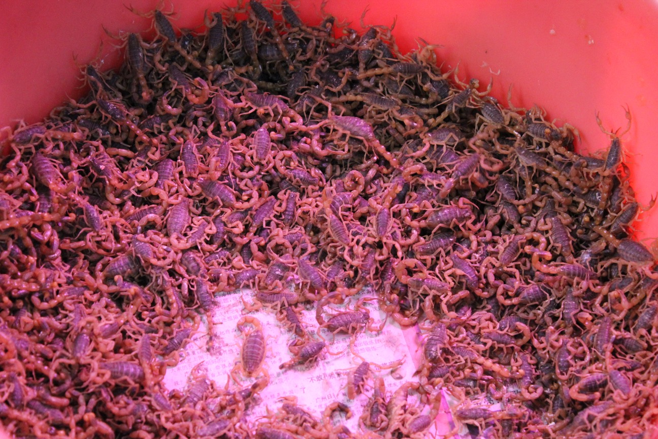 a large group of scorpions in a red container