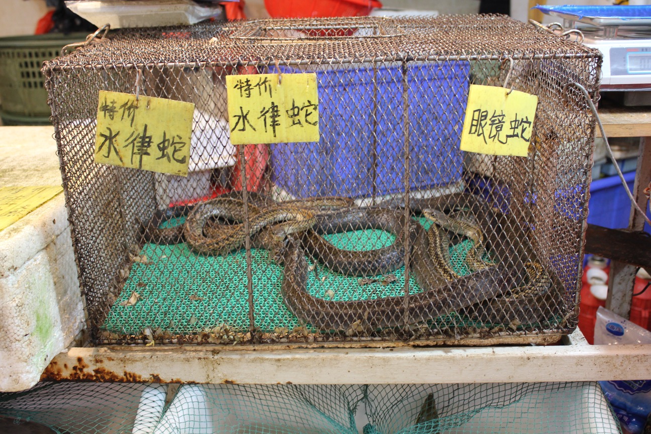a snake in a cage with signs