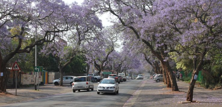 cars driving on a street with purple flowers