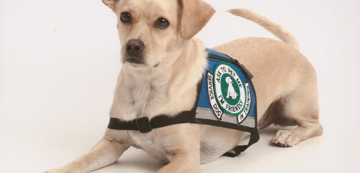 Service Dog AA