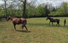 two horses walking in a field