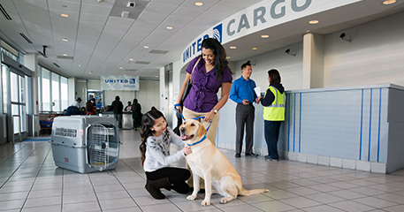 Is it Safe to Transport Pets on Airplanes? A Fact-Based Examination - Live  and Let's Fly