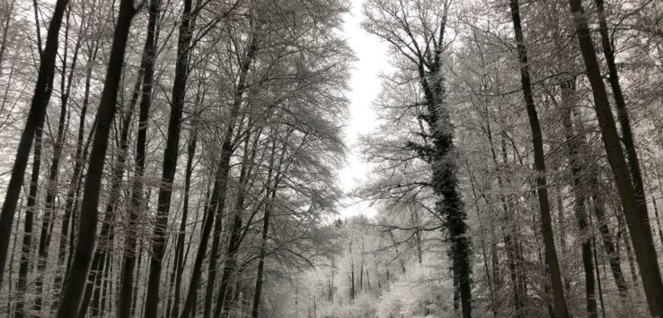 a road with trees in the snow