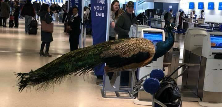 United Airlines Peacock