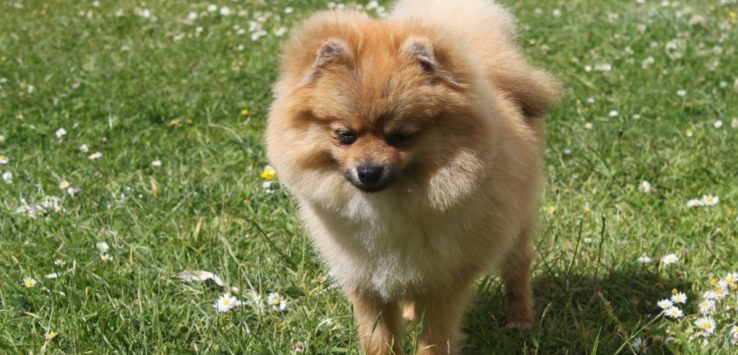 Fake Service Animal Newark Airport