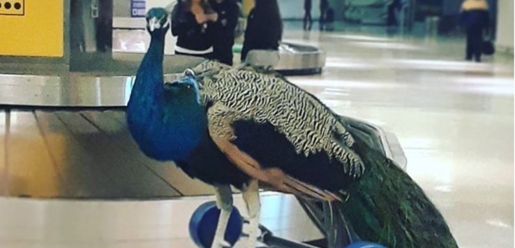 United Airlines Emotional Support Peacock