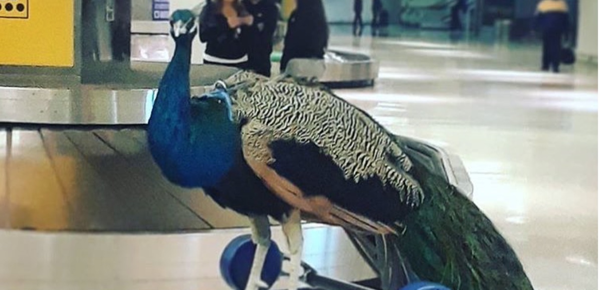 Meet the Woman Who Claimed Her Peacock as an Emotional Support Animal ...