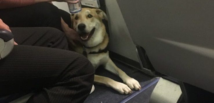 Southwest Airlines Dog Bite