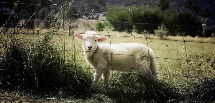 a baby sheep behind a fence