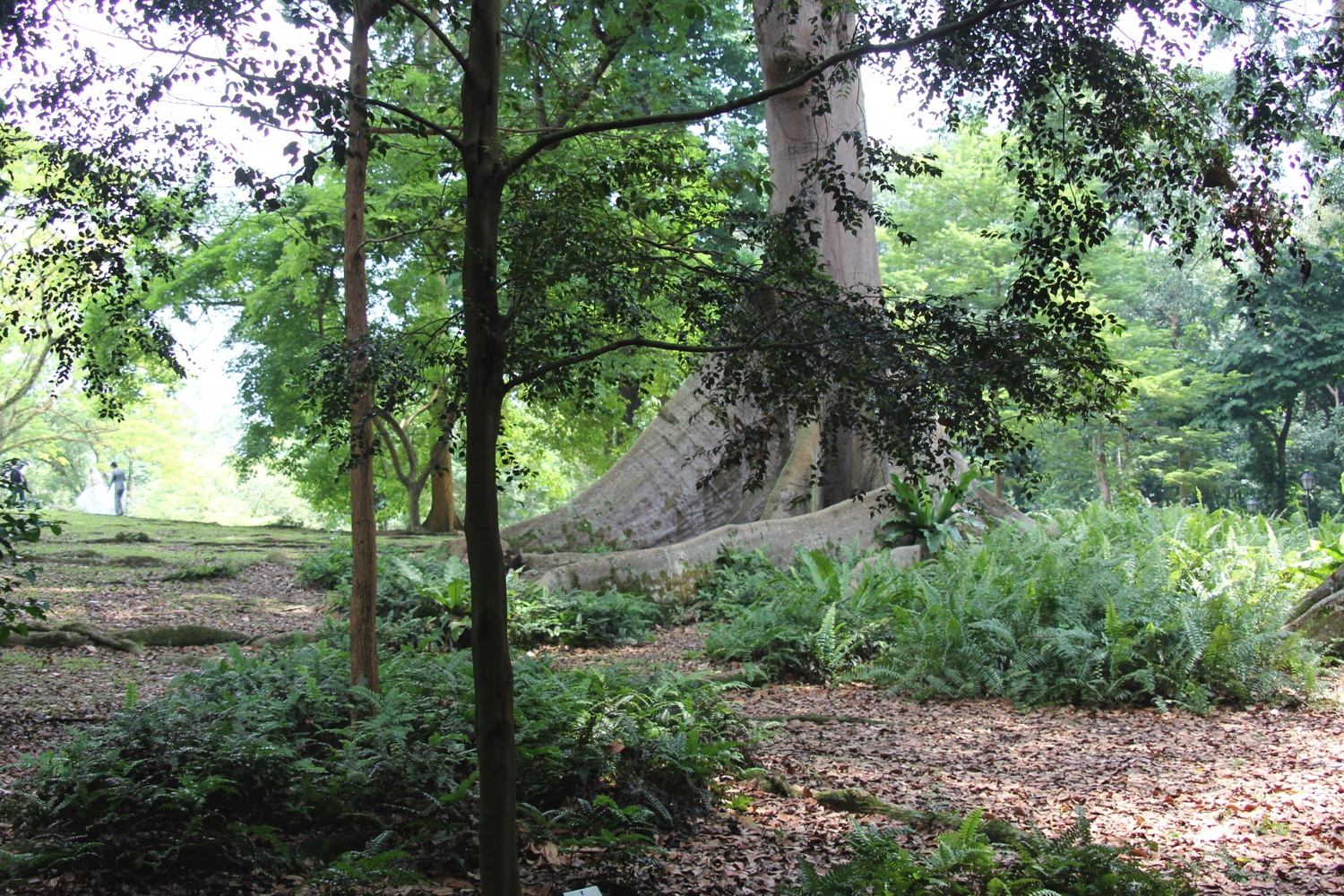 Must See: Singapore Botanic Gardens - Live And Let's Fly