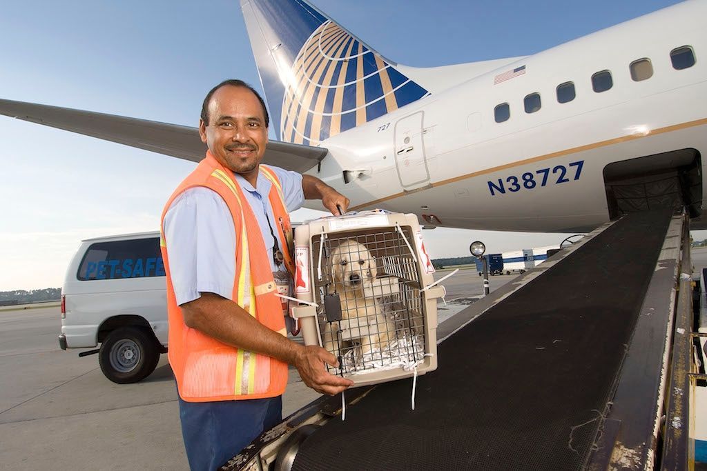 United airlines in outlet cabin pet reservation