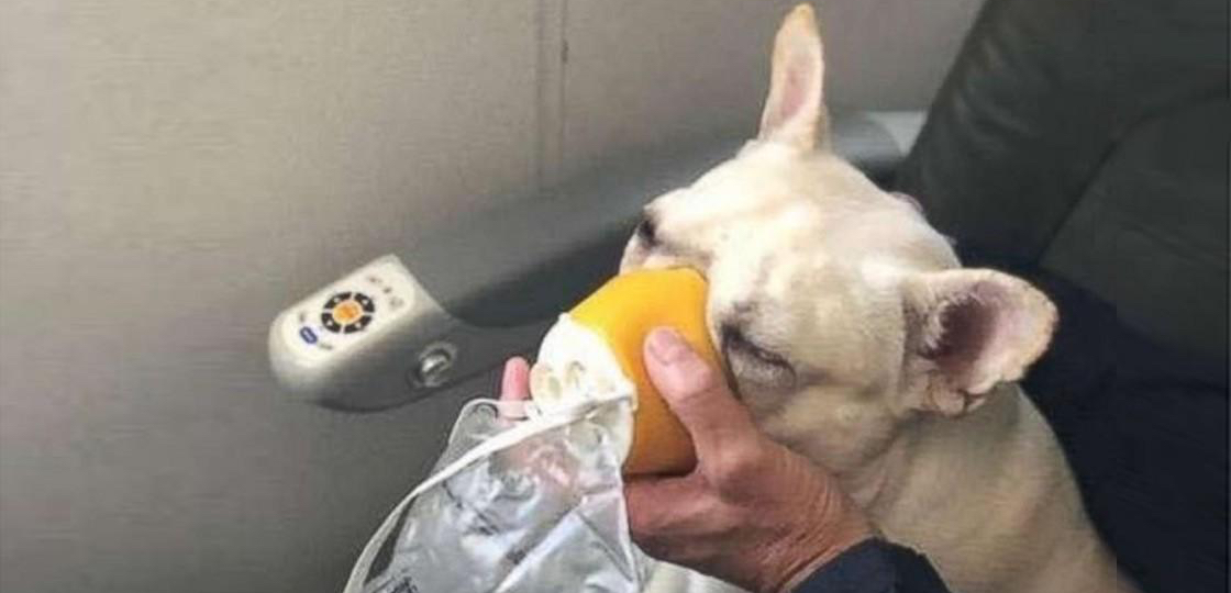 How A JetBlue Crew Saved The Life Of A Dog Onboard Live and Let's Fly