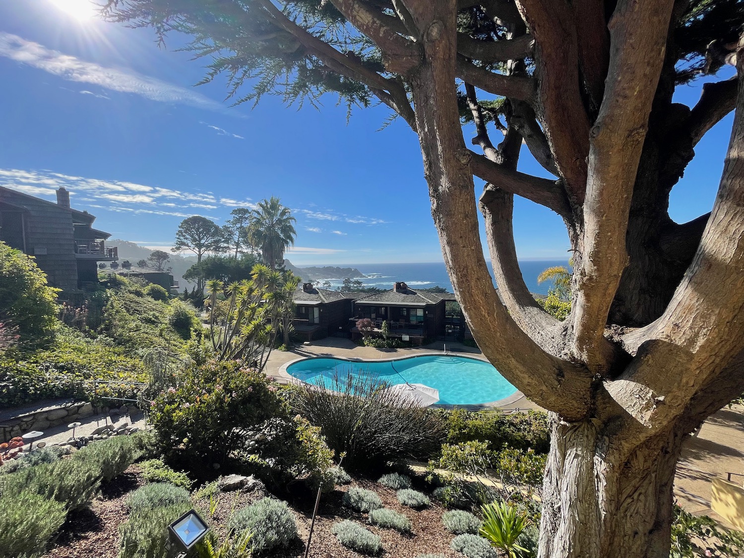 a tree with a pool in the background