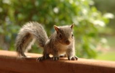 Emotional Support Squirrel