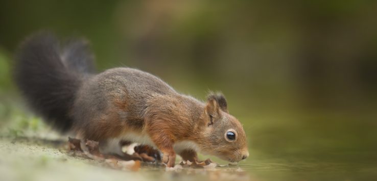 Frontier Airlines Squirrel Lawsuit