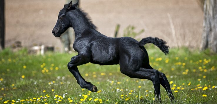 a black horse running in a field