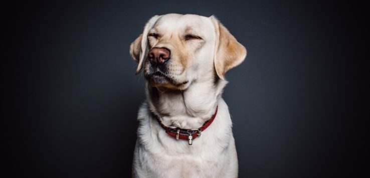a dog with its eyes closed