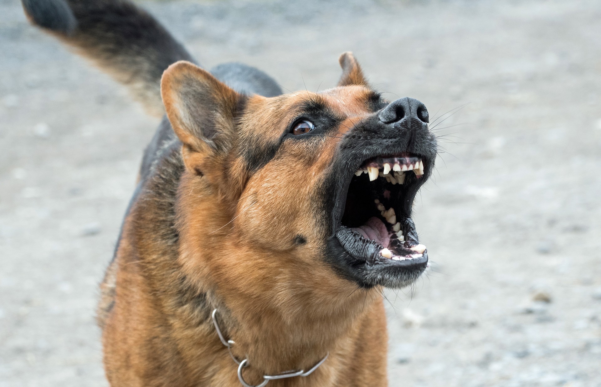 american airlines esa dog