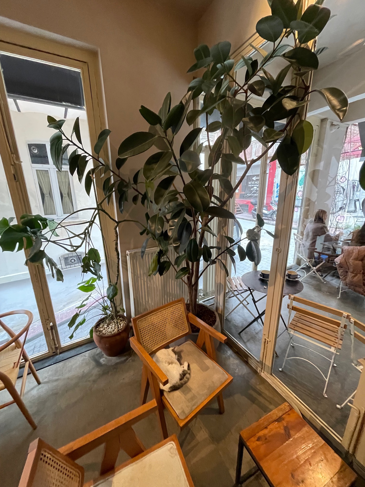 a cat sitting in a chair in a room with a tree