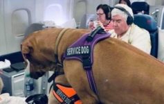 a dog on an airplane