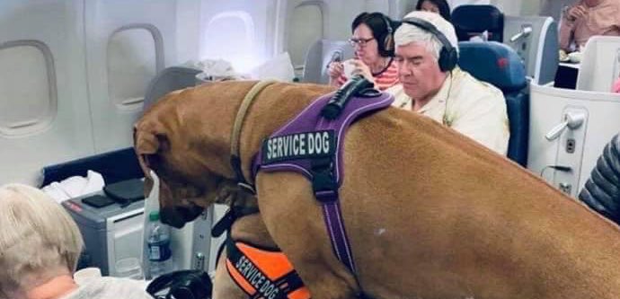 a dog on an airplane