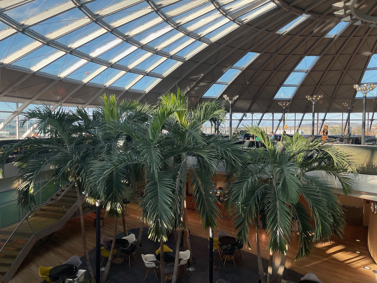 a glass roof with a large palm tree