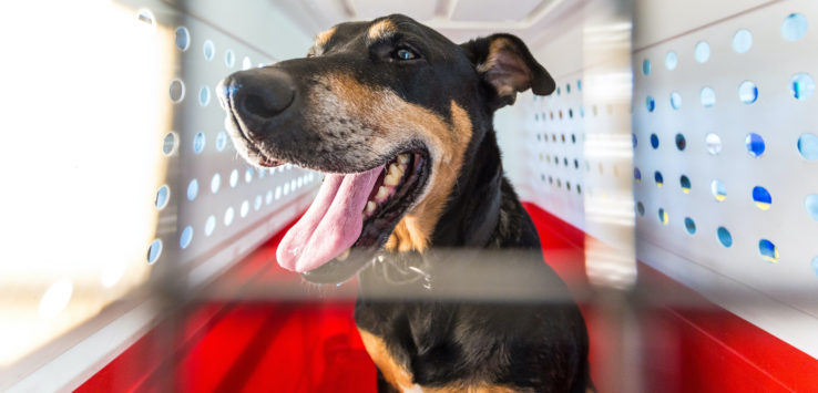 Qantas Dog Death