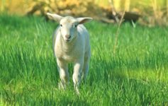 a white lamb standing in grass