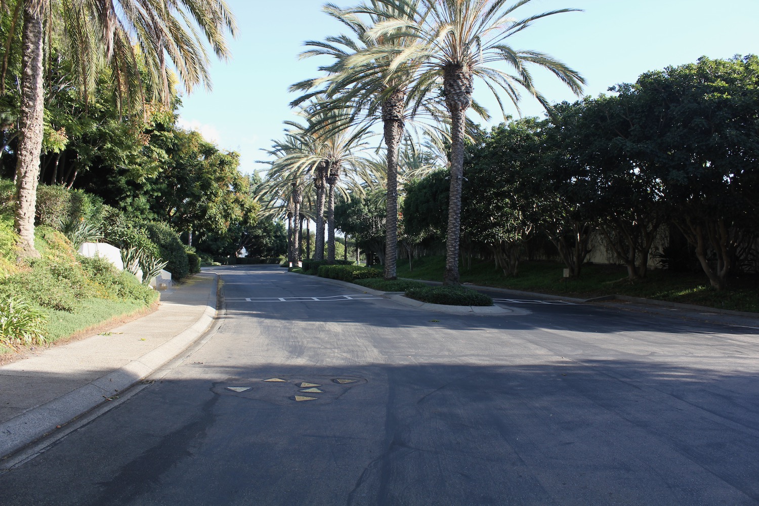 a street with palm trees and a row of palm trees