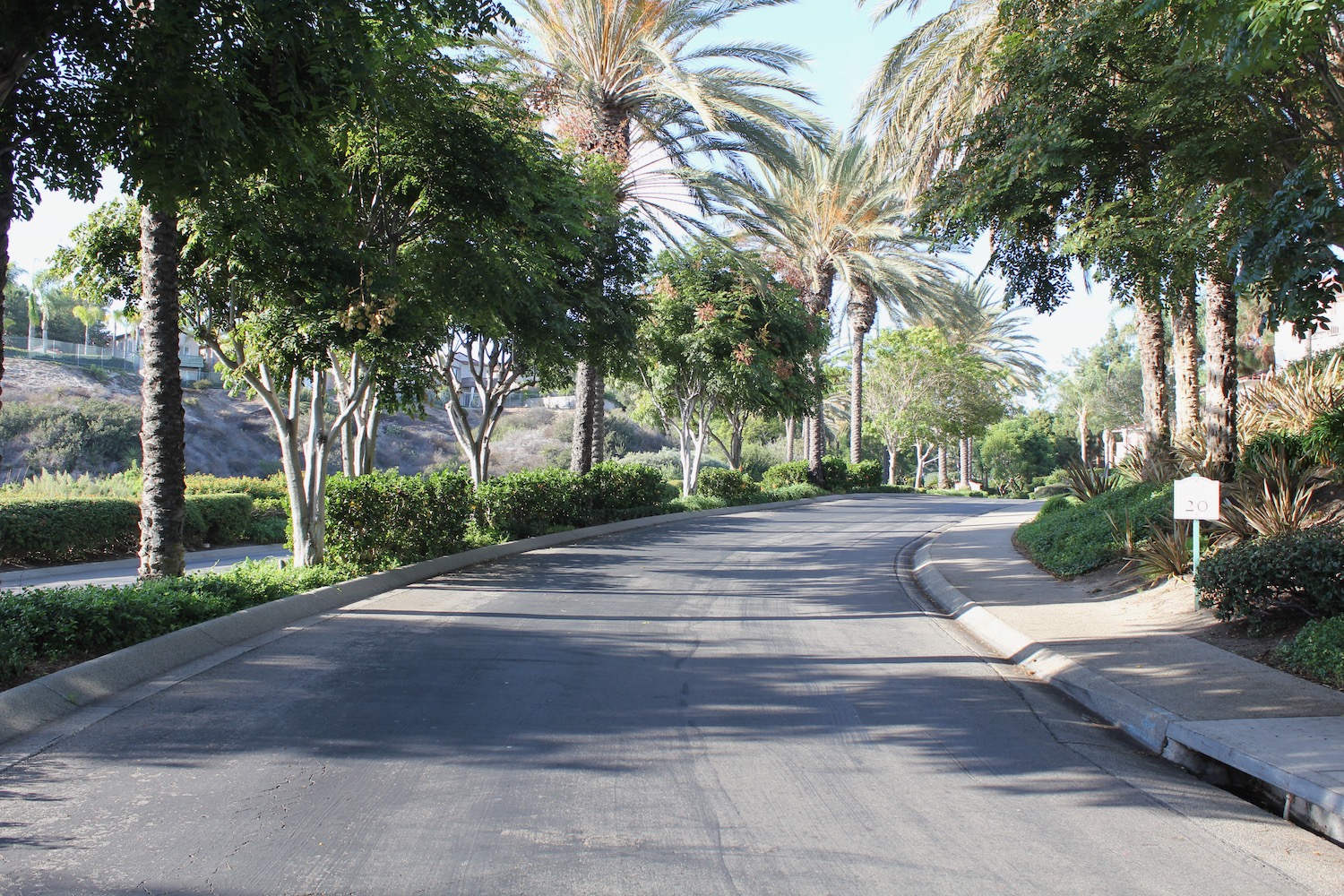 a road with palm trees and bushes