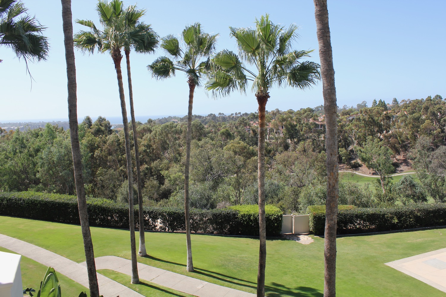 a palm trees and a lawn