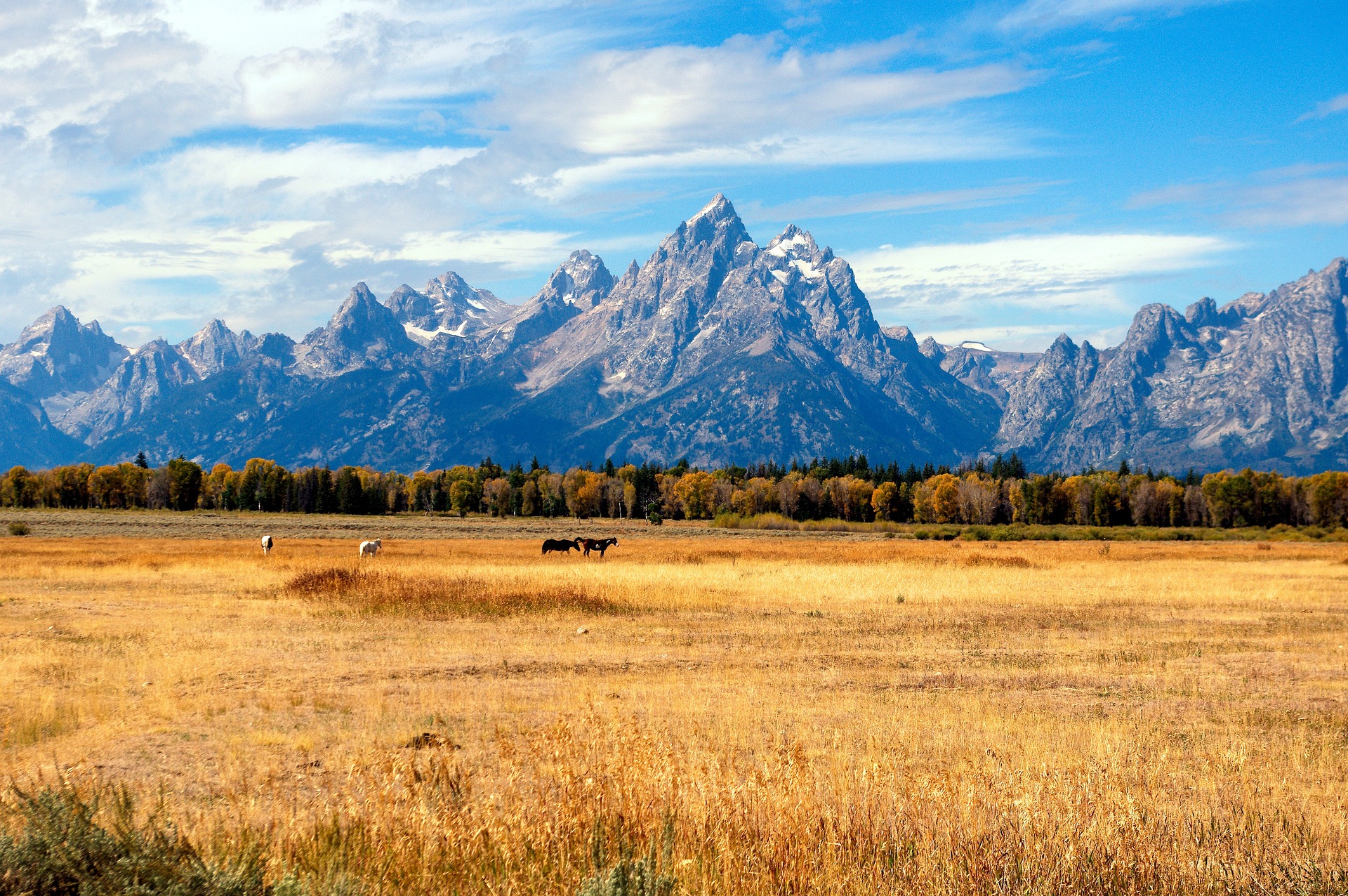 a horse grazing in a field with mountains in the background