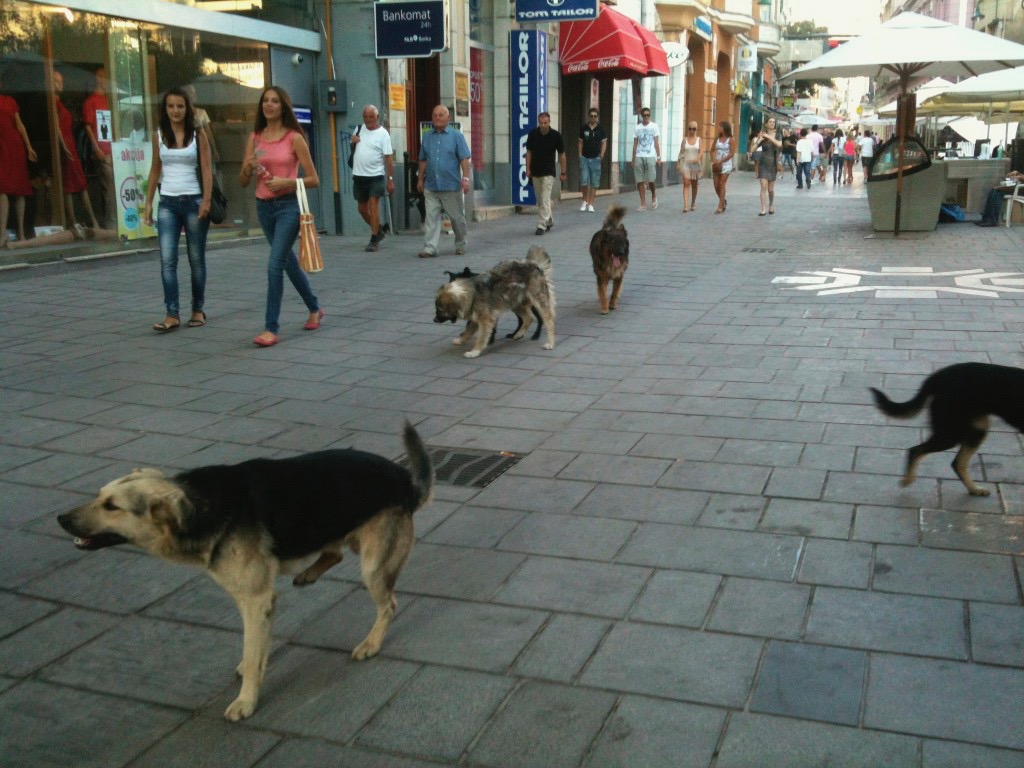a group of dogs walking on a sidewalk