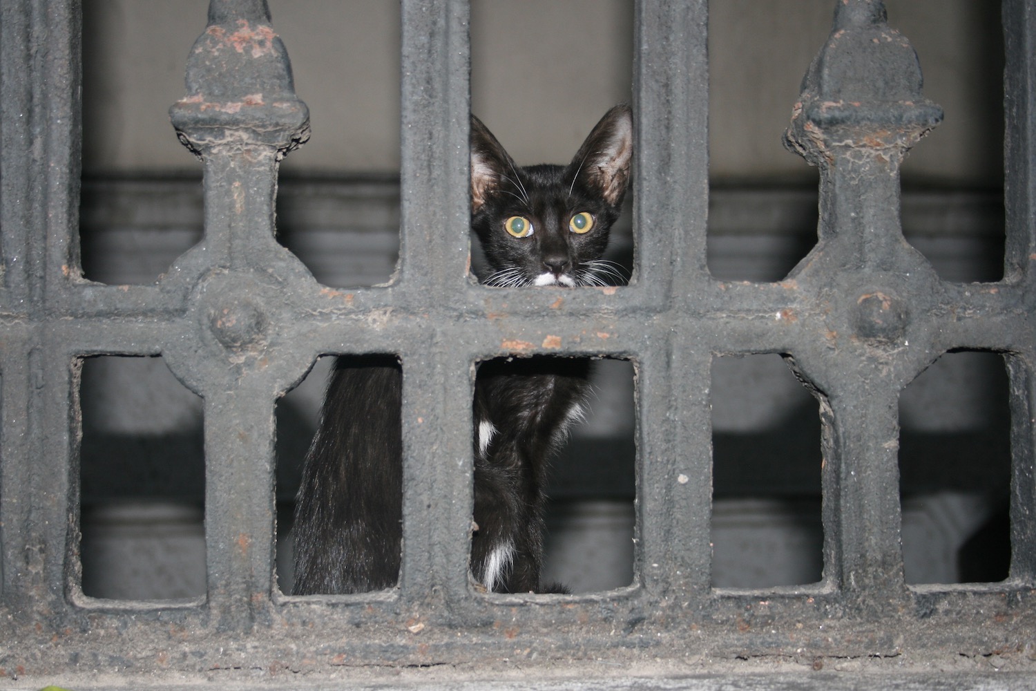 a cat looking through a fence