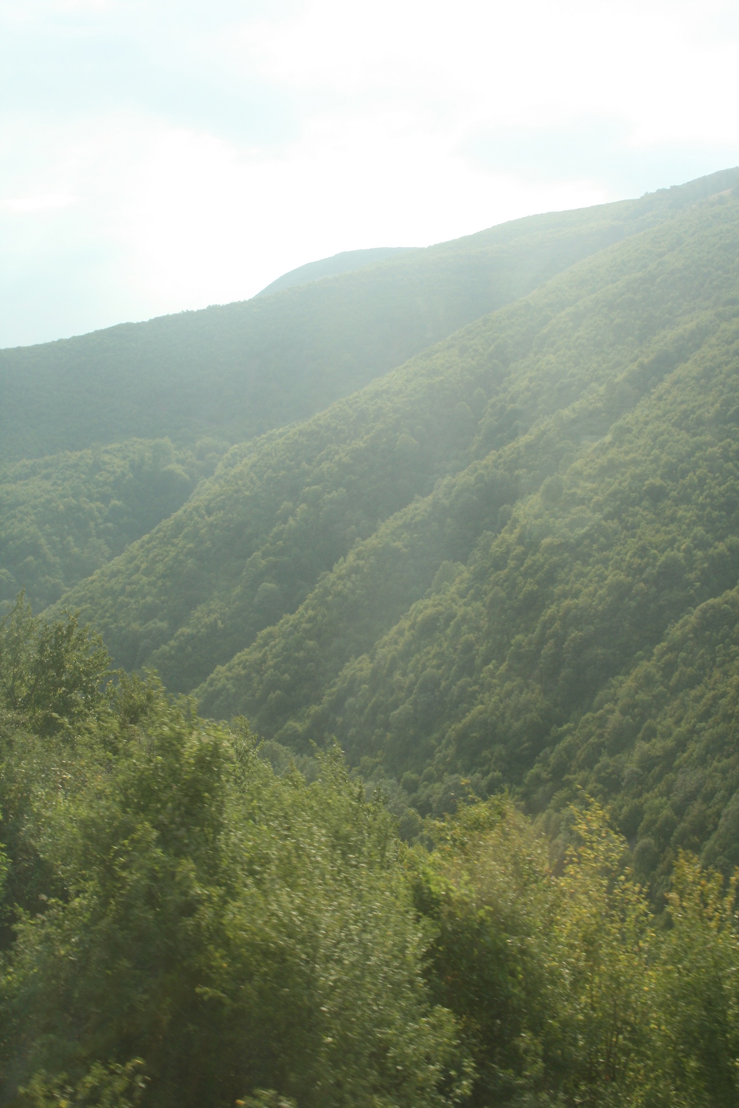 a green mountain with trees
