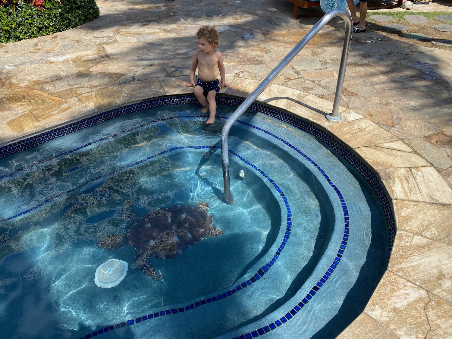 a child in a pool with a turtle