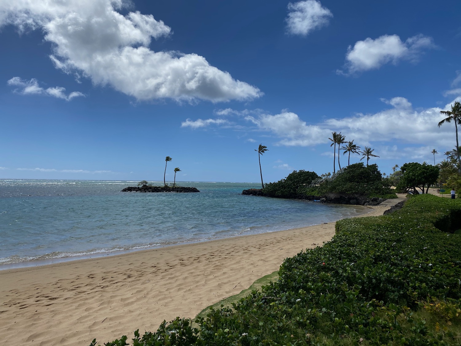 a beach with palm trees and water