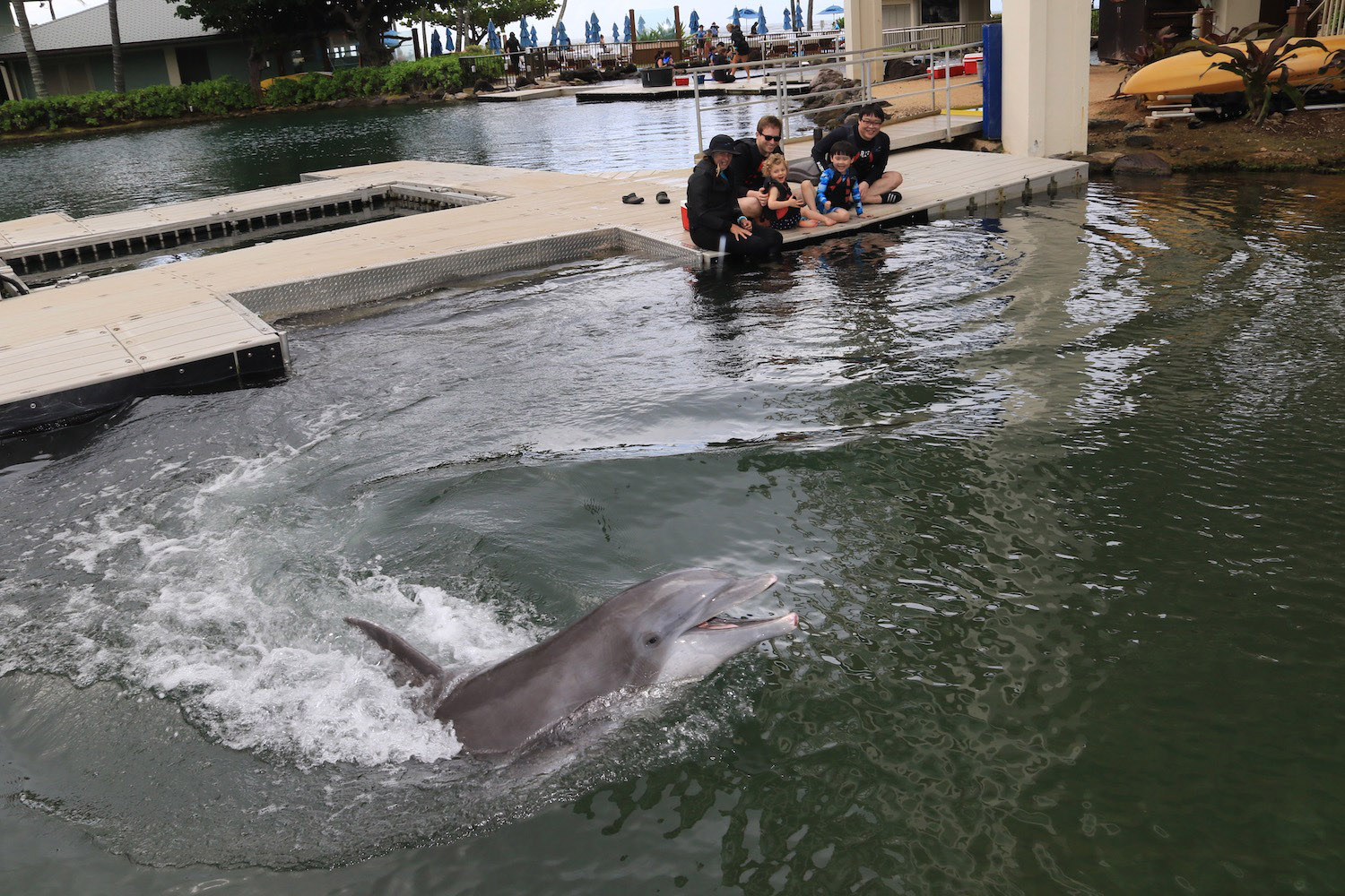 a dolphin jumping out of the water