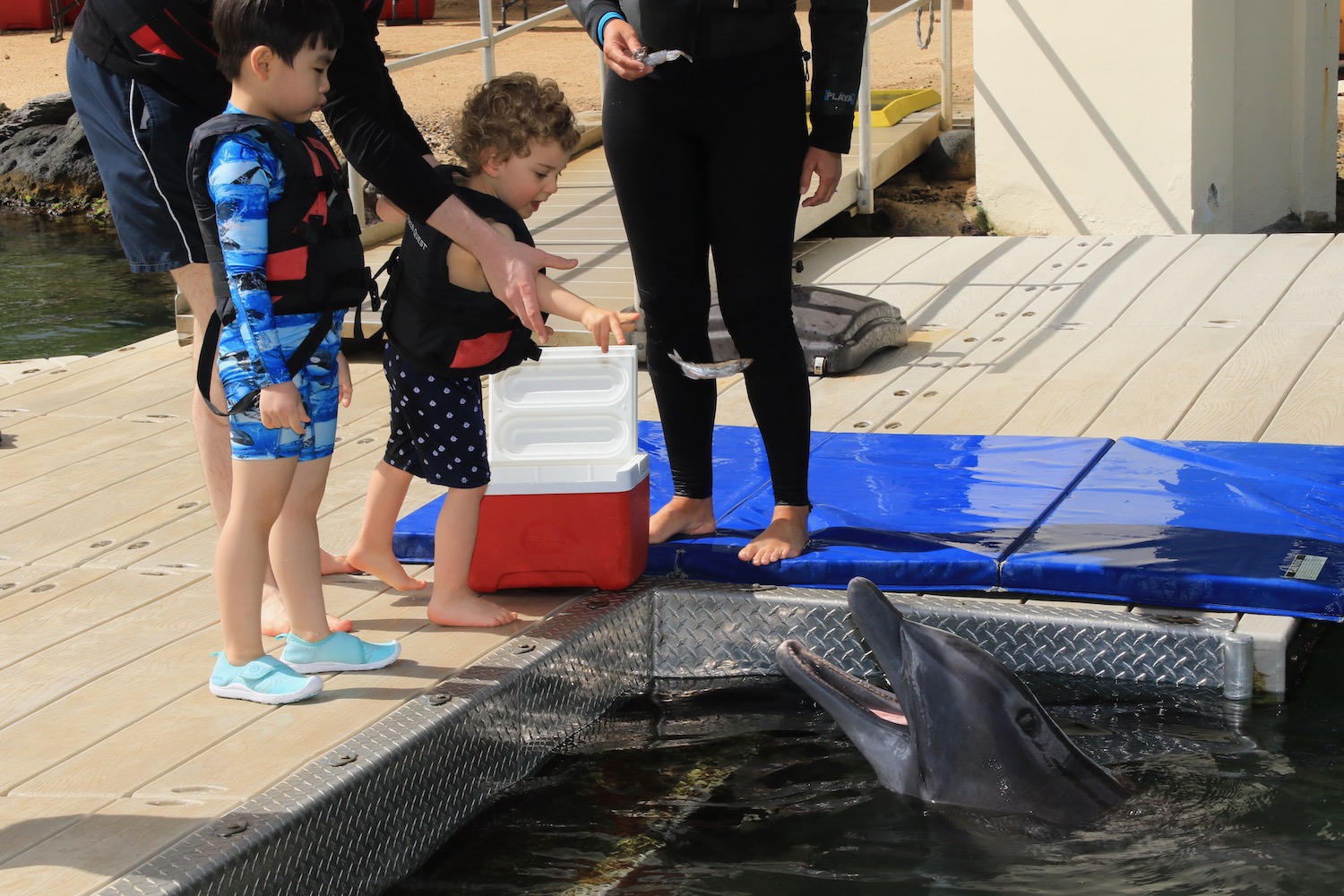 a group of kids feeding a dolphin