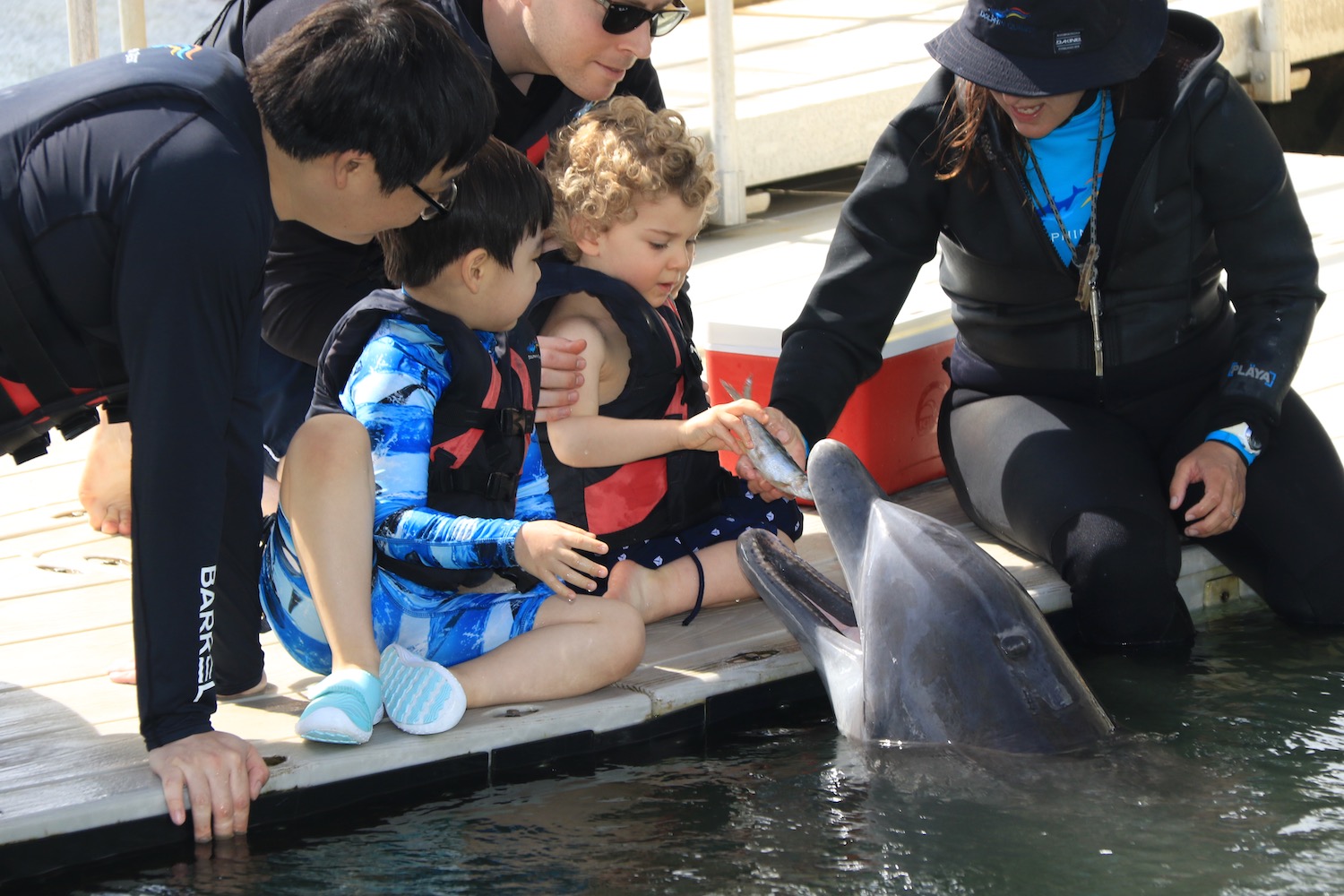 a group of people feeding a dolphin