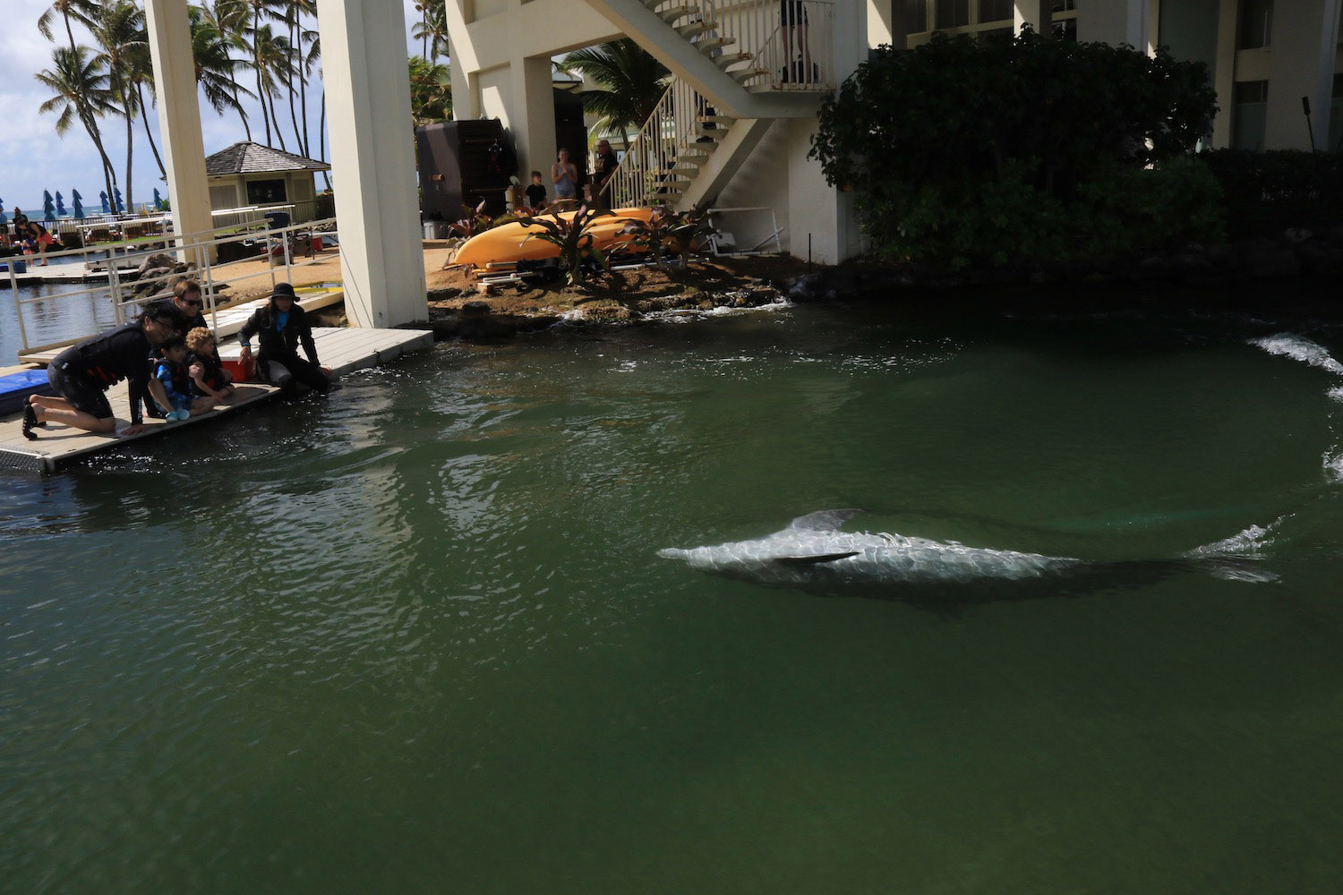 a dolphin swimming in the water