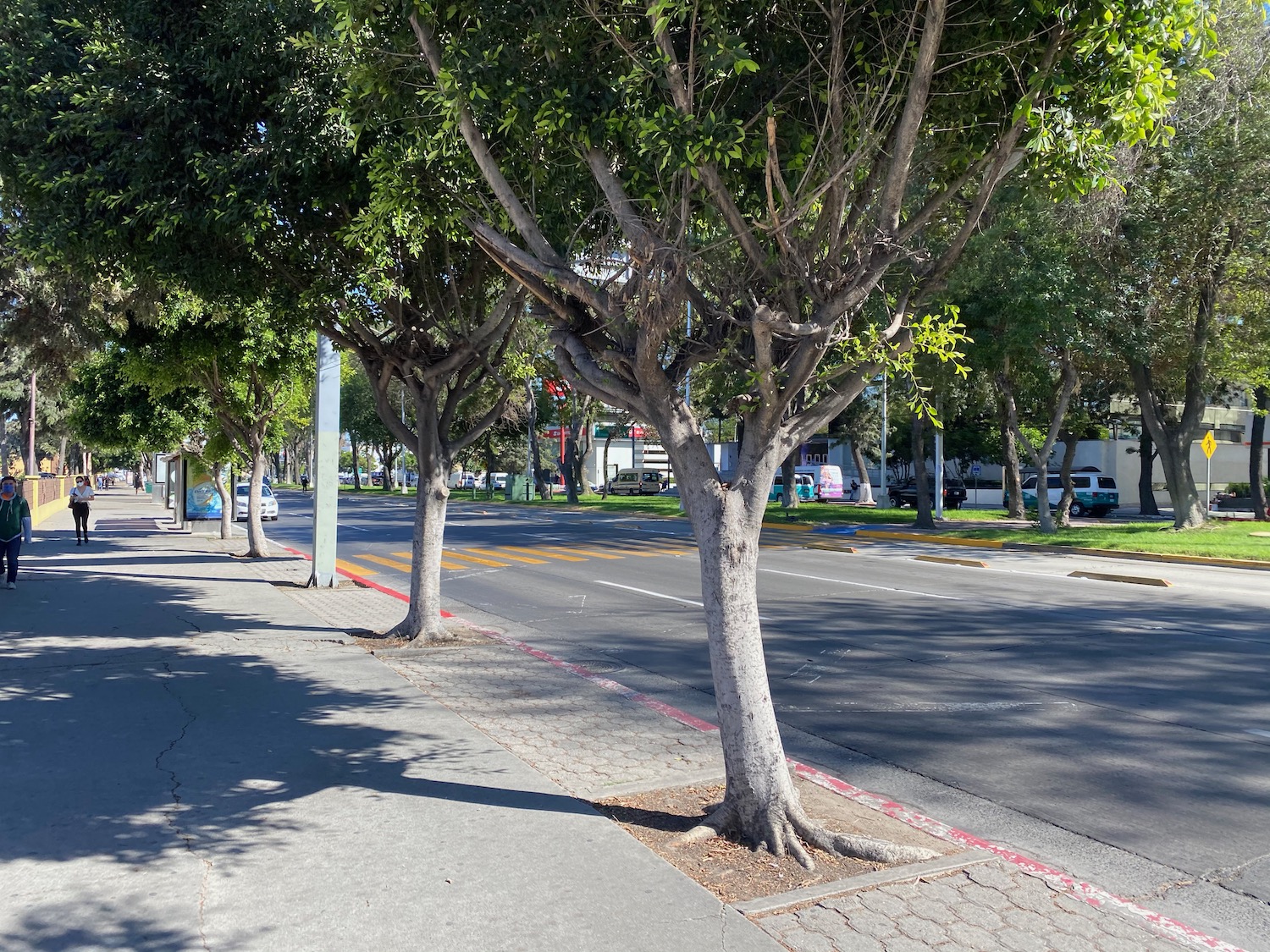 a tree lined street with a street light