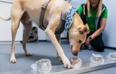 a dog with a harness and a blue scarf on its head