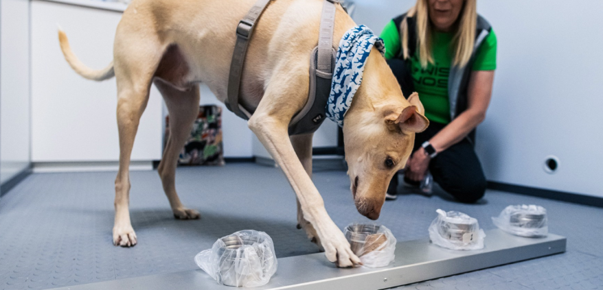 a dog with a harness and a blue scarf on its head