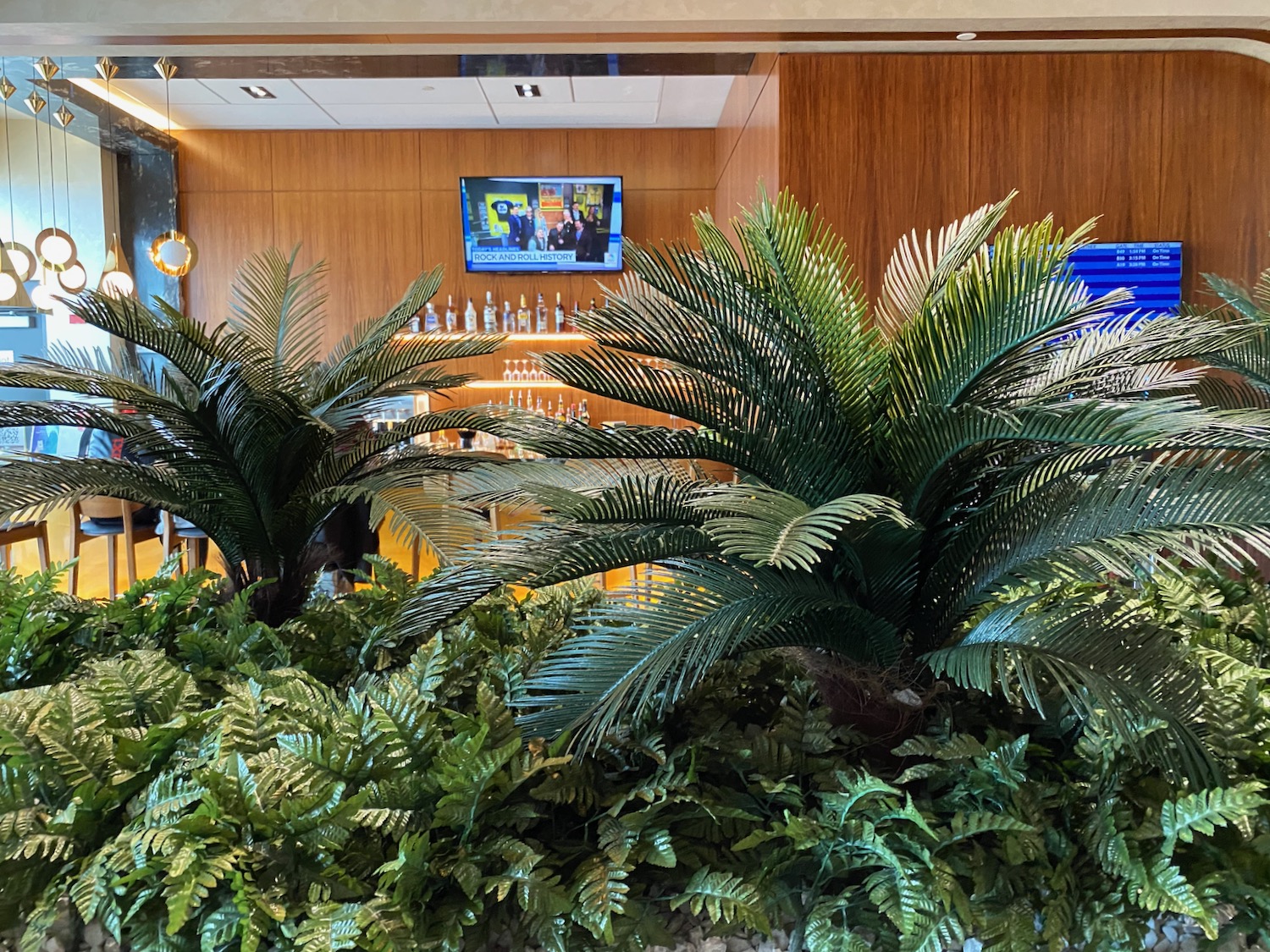 a group of plants in a room