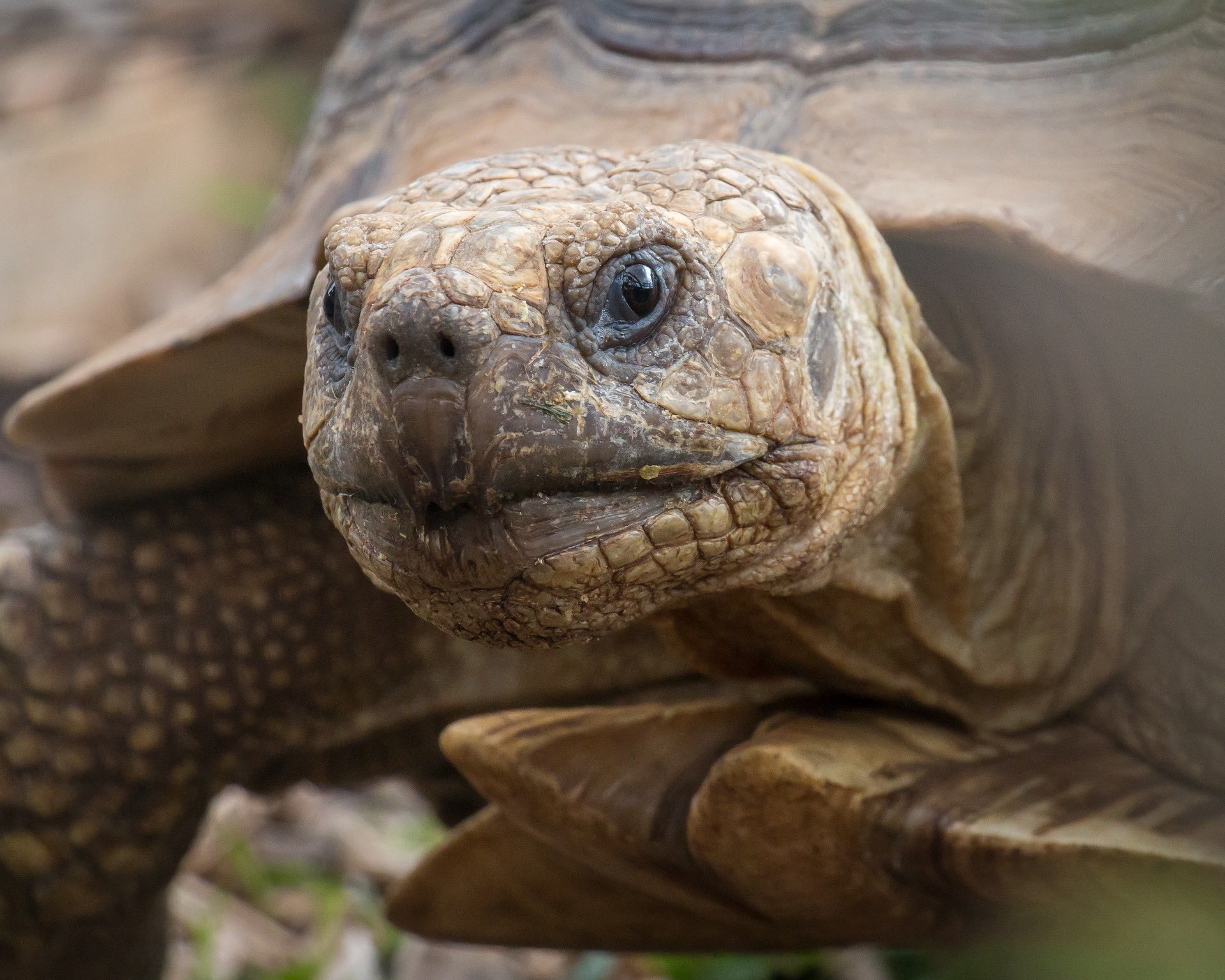 a close up of a turtle