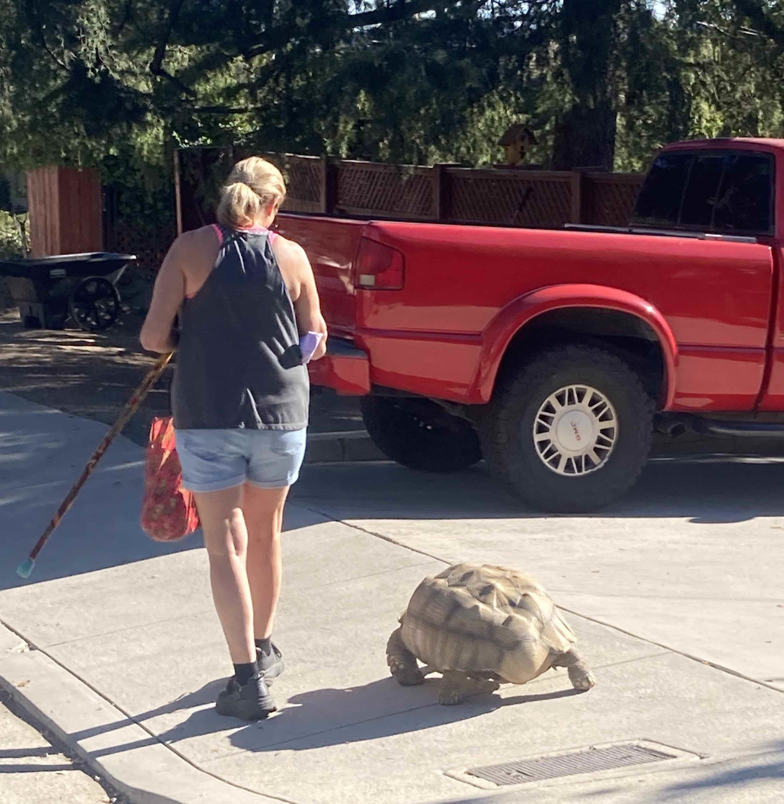 a woman walking with a stick next to a tortoise